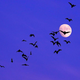 Illustration for article titled The Lord of Bats 1 - Alfred